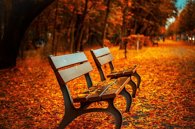 benches, autumn, park