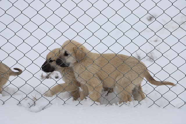 dog, puppies, fence