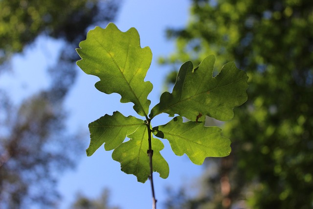 eiche, natur, grün