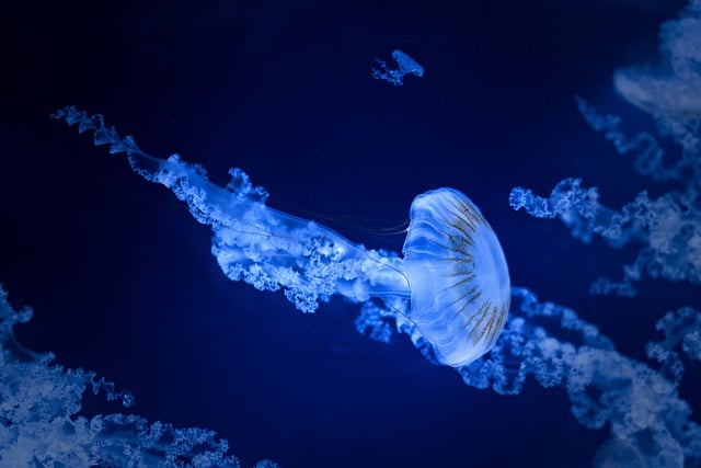 jellyfish, sea jellies, sea